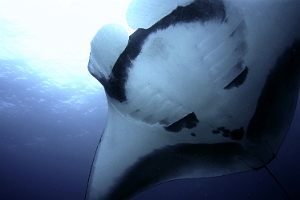 Raja Ampat 2019 - DSC08317_rc - Oceanic Manta Ray - Raie Manta Oceanique - Manta Biostris